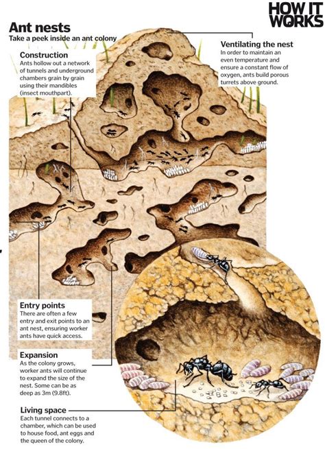 Ant nest | Ants, Black garden, Illustration