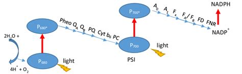 4 The Z-scheme of photosynthetic electron transfer chain. It shows how ...