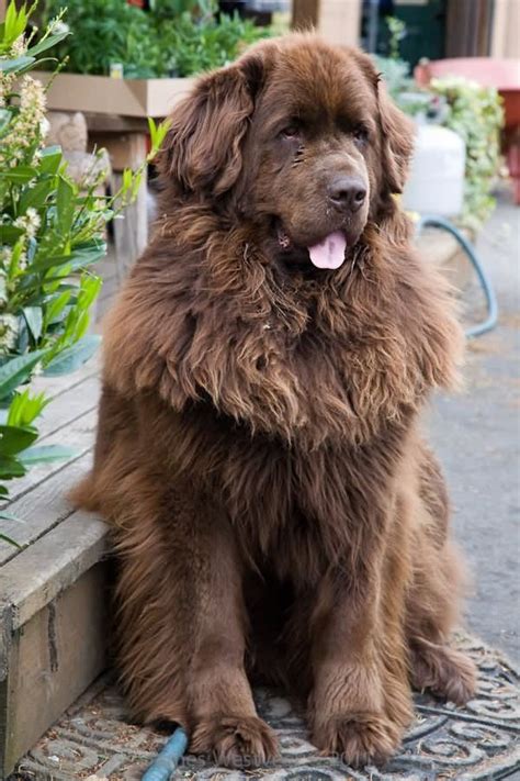 Brown Newfoundland Dog Sitting | Dog breeds, Brown newfoundland dog, Large dog breeds