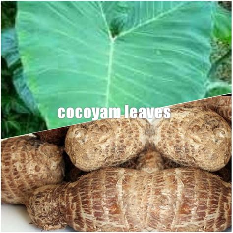 Uses of Cocoyam Leaves and Health Benefits - Eating Cocoyam Leaves