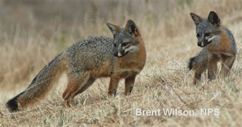 Friends of the Island Fox: What Do Island-Fox Biologists Do?