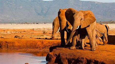 Tsavo East National Park — Masai Mara Migration Safaris