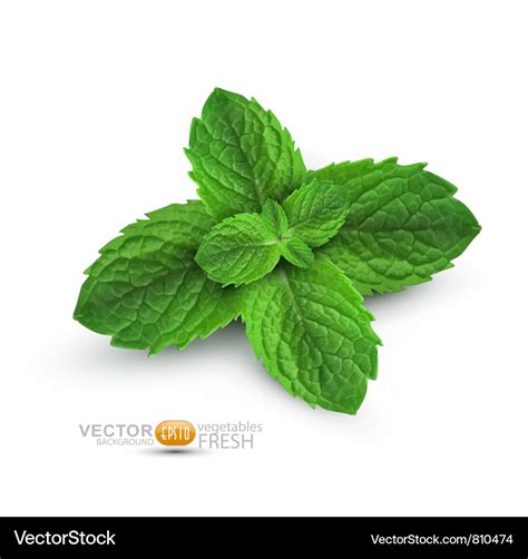 Fresh mint leaves Royalty Free Vector Image - VectorStock