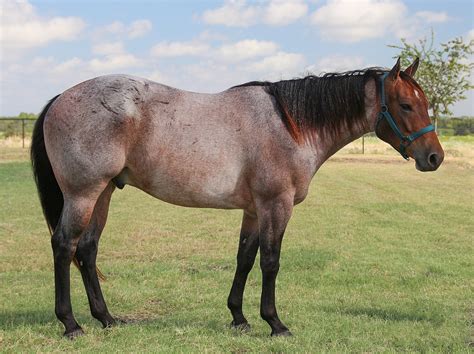 What Is A Roan Horse: Understanding Coat Patterns & Genetics