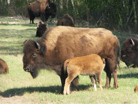 Yukon Wildlife Preserve - Yukon Territory Information