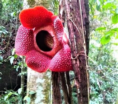 Rafflesia, Bunga Langka Ikonik Bengkulu | Indonesia Traveler