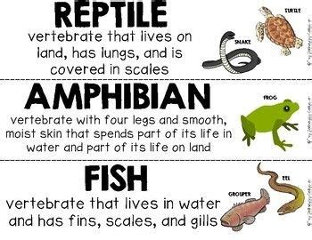 Mammals Vs Reptiles Vs Birds Vs Amphibians - Pets Lovers