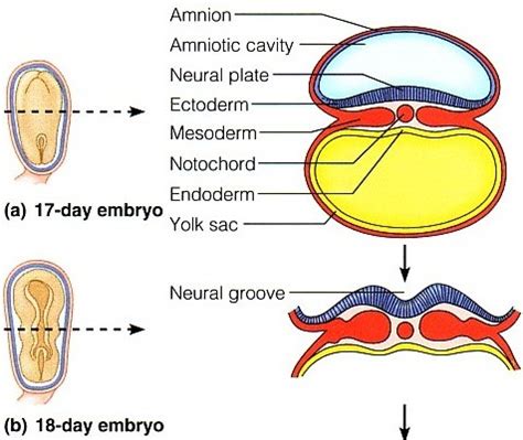 Neurulation