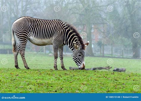 Grevy`s Zebra stock photo. Image of mammal, horse, equine - 108515148