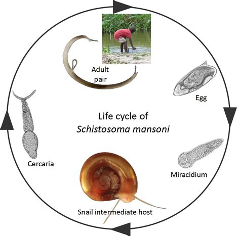 Schistosoma Life Cycle