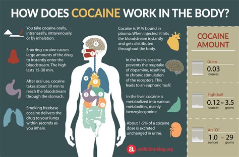 Cocaine Metabolism in the Body: How Coke Affects the Brain (INFOGRAPHIC)