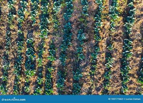 Cabbage field stock image. Image of background, harvest - 183177663