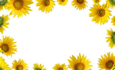 Sunflower Page Border