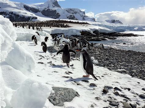 South Pole Animals : Wildlife Of Antarctica Wikipedia