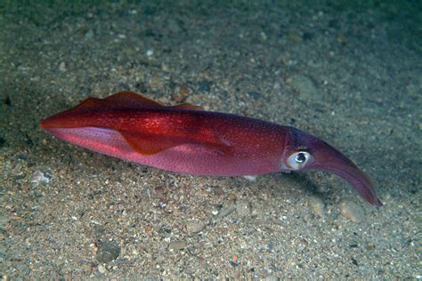 Loligo vulgaris , Forum Natura Mediterraneo | Forum Naturalistico