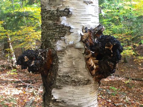 Why Fall Is The Best Season For Harvesting Chaga — The Wild Daughter