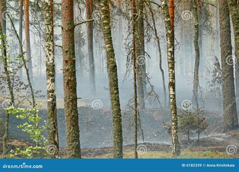 Smoke and fire in the wood stock image. Image of contamination - 6182339