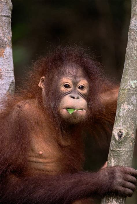 Orangutan in a Tree stock image. Image of extinction - 30938941