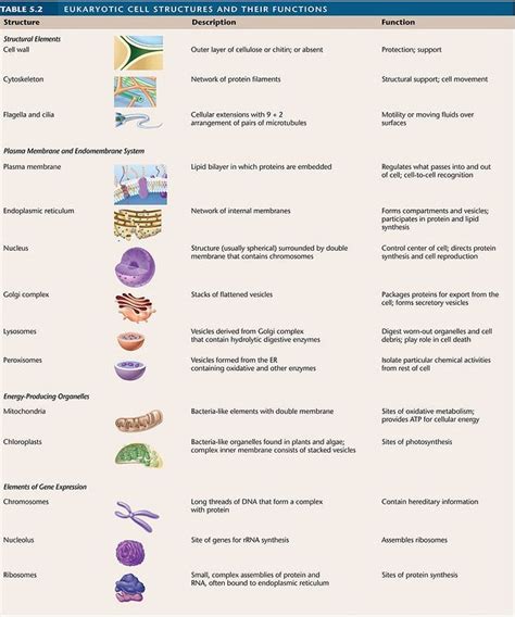 Eukaryotic Cell Structures and Their Functions | A & P | Pinterest | Biology, Cell structure and ...