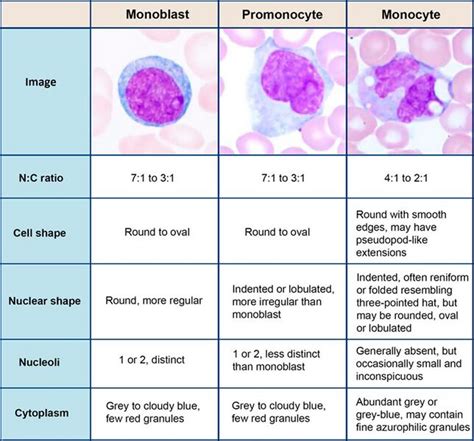 File:Monoblast, promonocyte and monocyte.jpg - HandWiki