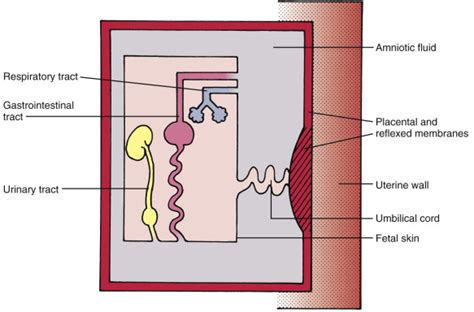 Amniotic Fluid Volume in Fetal Health and Disease | Radiology Key