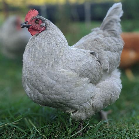 Lavender Orpingtons Chicks – Store – Green Pasture Farm & Hatchery