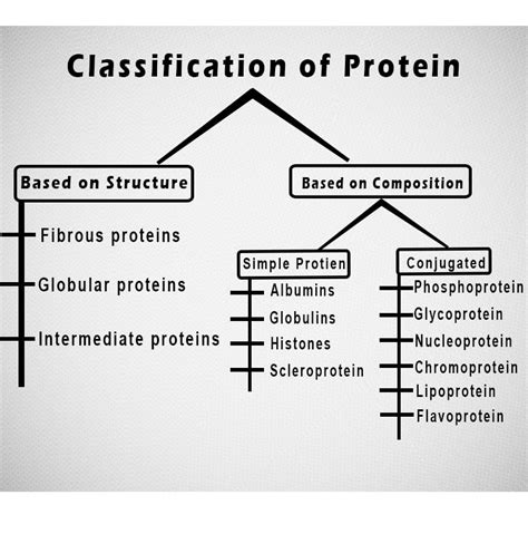 Fibrous Protein Molecular Structure