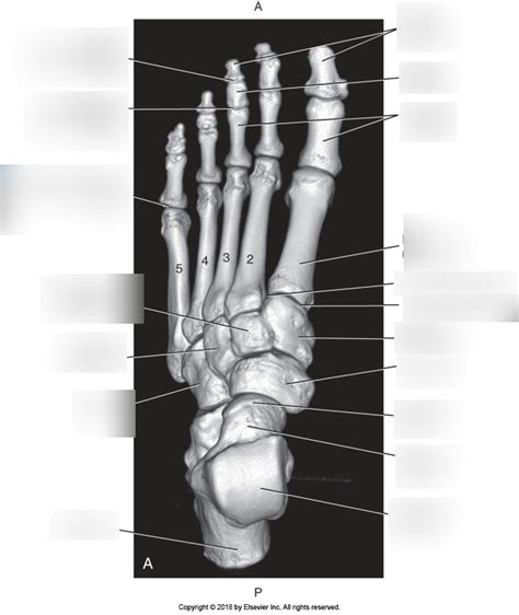 Basic Anatomy of Foot MRI Diagram | Quizlet