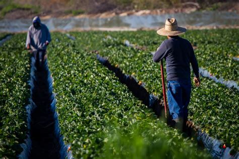 Migrant Farm Workers | H-2A Visa | Molina Law Group