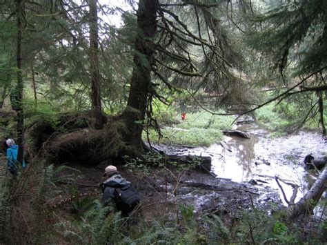 Oregon's mysterious tidal forests - Institute for Applied Ecology