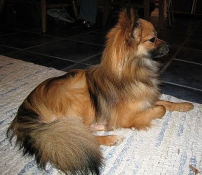 Paperanian (Papillon-Pomeranian Mix) Puppies Info, Care, Pictures