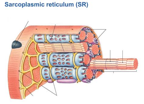 What Is Sarcoplasmic Reticulum - cloudshareinfo