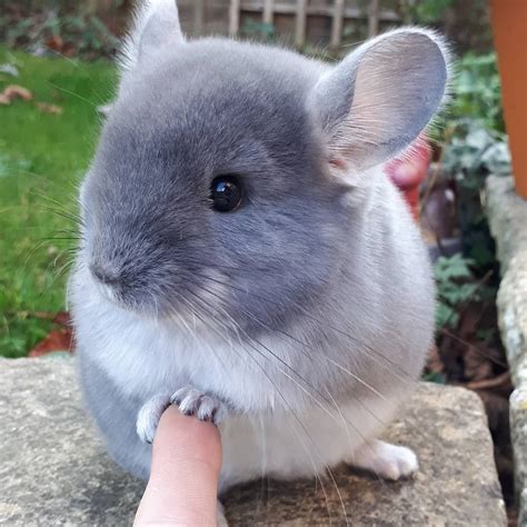 Absolutely adorable chinchilla : aww | Chinchilla cute, Chinchilla pet, Cute baby animals