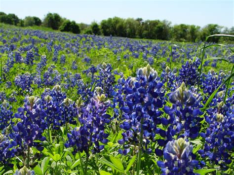 Free Texas BlueBonnets 4 Stock Photo - FreeImages.com