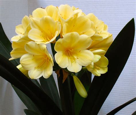 Clivia Miniata 'Cream Form' - Gardenwize Nursery