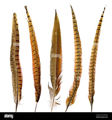 pheasant feathers set isolated Stock Photo - Alamy