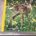 Vintage National Geographic Kids Animals in Summer rare - Etsy