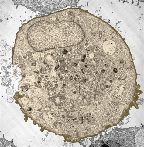 Labeled Animal Cell Under Microscope