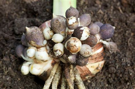 Master Gardeners: Differences between bulbs, corms and rhizomes