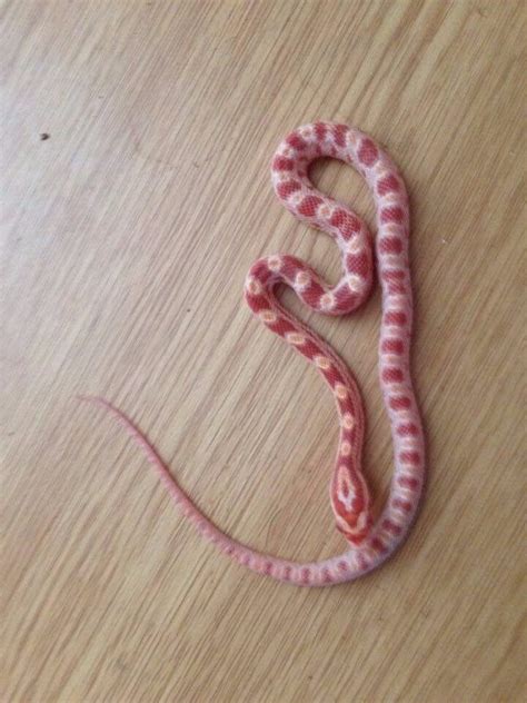 Baby Corn Snakes | in Middlesbrough, North Yorkshire | Gumtree