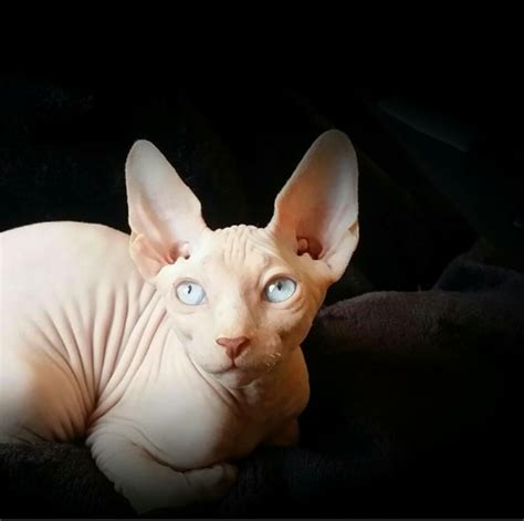 Sphynx Cat Breed | Meow Lifestyle