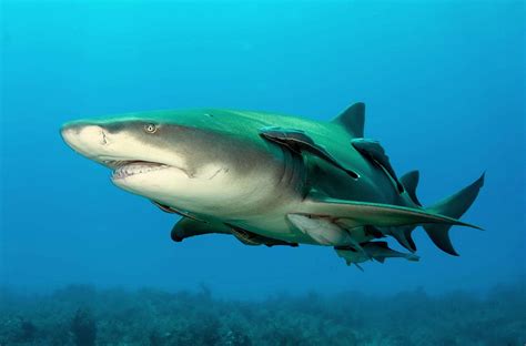 Sharptooth Lemon Shark - Freediving in United Arab Emirates. Courses, Certificates and Equipment