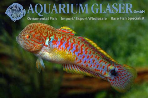 Tateurndina ocellicauda - Aquarium Glaser GmbH