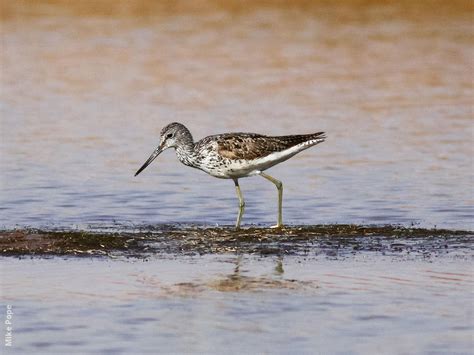 Common Greenshank | KuwaitBirds.org