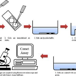 Comet assay analysis using Comet Assay software. (A) Representative... | Download Scientific Diagram