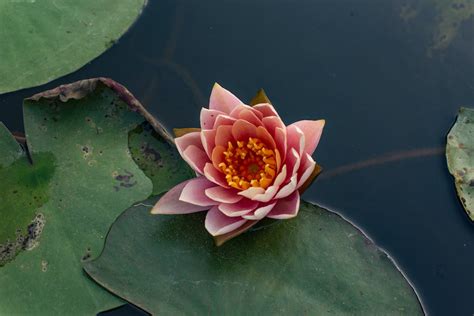 Pink Water Lily in Pond · Free Stock Photo