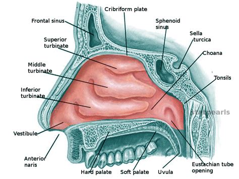 Anatomy, Head and Neck, Nose Interior Nasal Concha Article - StatPearls