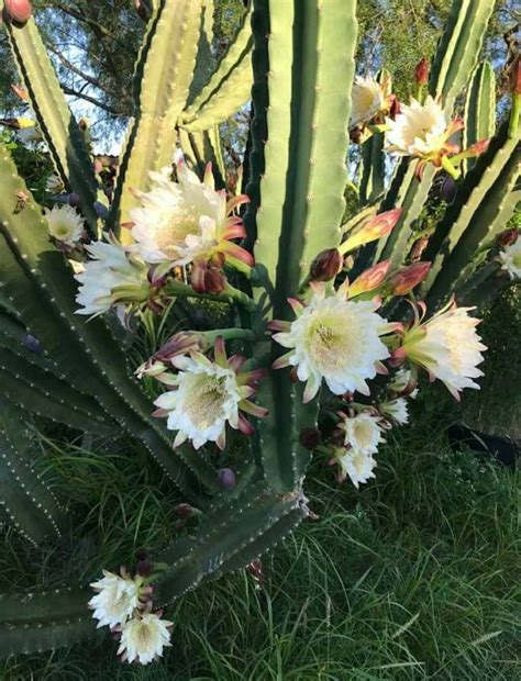 Cereus Repandus Peruvian Apple Cactus Edible Fruit 1 Plant - Etsy