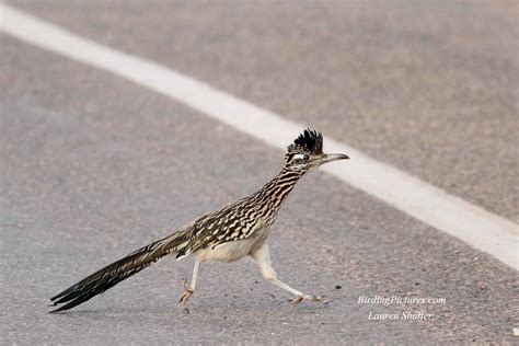 Greater Roadrunner–Bird of the Day – Birding Pictures