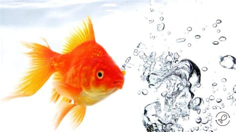 Why Do Goldfish Come To The Top Of The Water? (Is It Normal?)